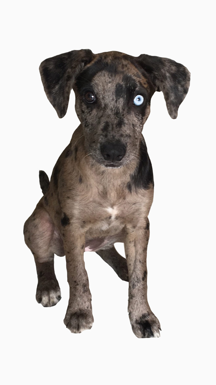 Productos Para Cuidar Mascotas Naturales y Ecologicos, Libre de Plasticos, cerowasteshop, Tiendas Ecologicas Colombia, Basura Cero, Zero Waste Colombia